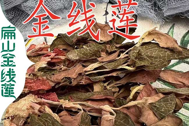凱里金線蓮干貨批發