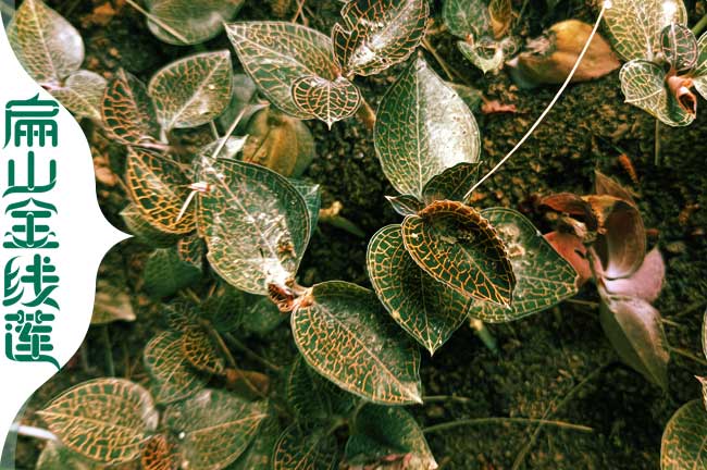 G廣西紅霞金線蓮種植基地 廣西桂林紅桿金線蓮種苗批發3.9元
