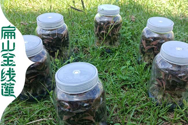 大文山瓶裝金線蓮種苗批發 云南文山金線蓮種植基地價格3元