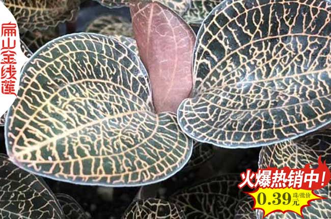 仿野生 陜西銅川金線蓮種苗批發 銅川的金線蓮種植基地0.6元