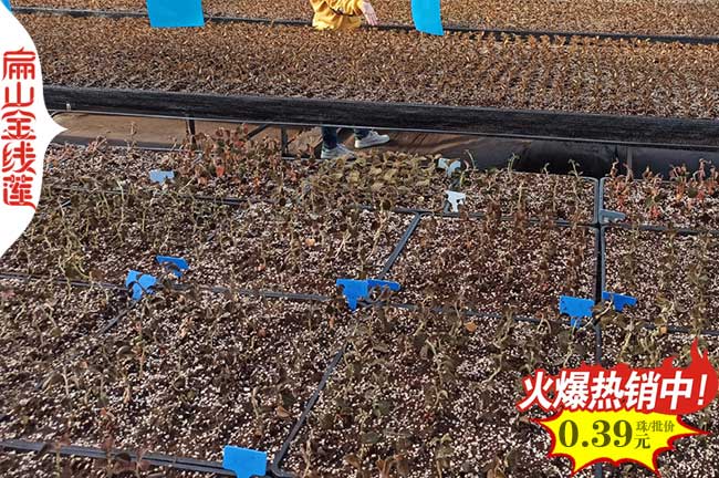 廣西金線蓮種植