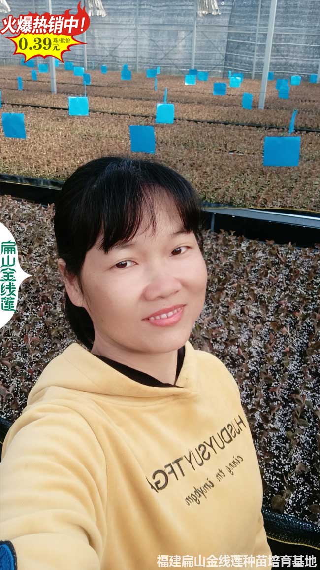 龍巖金線蓮種苗批發
