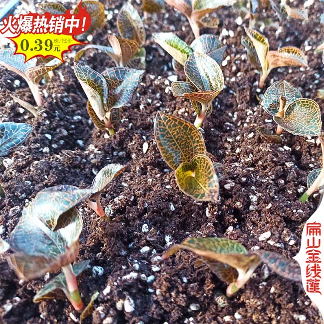 福建金線蓮干貨批發