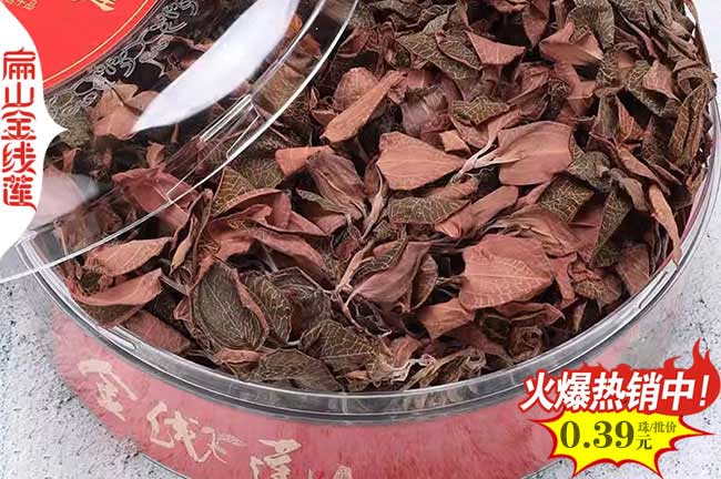 仙桃紅霞金線蓮種苗批發