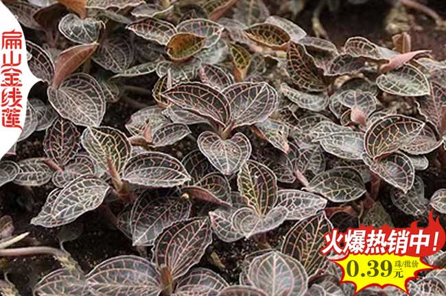 金線蓮種植技術