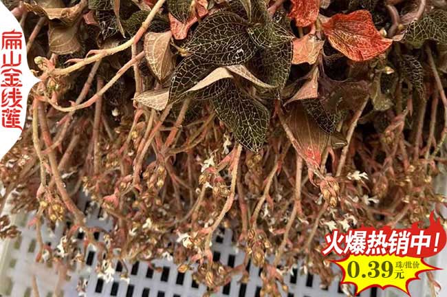 福建大葉金線蓮干貨批發