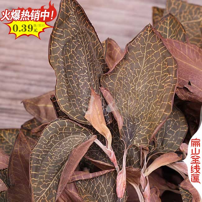 福建金線蓮干品批發