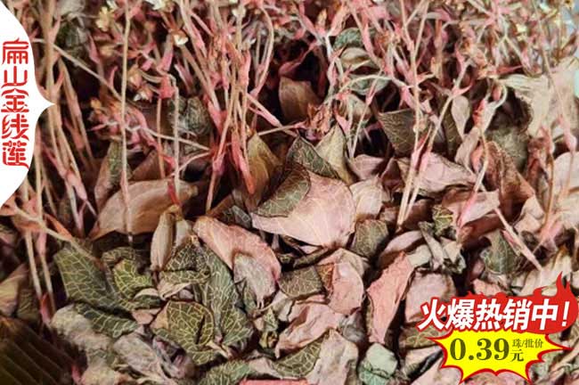 達州金線蓮瓶苗