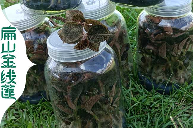 桂林金線蓮瓶裝苗批發