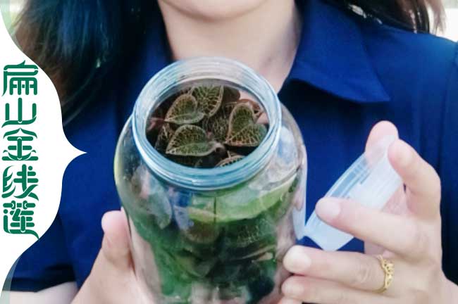 長壽瓶裝金線蓮批發