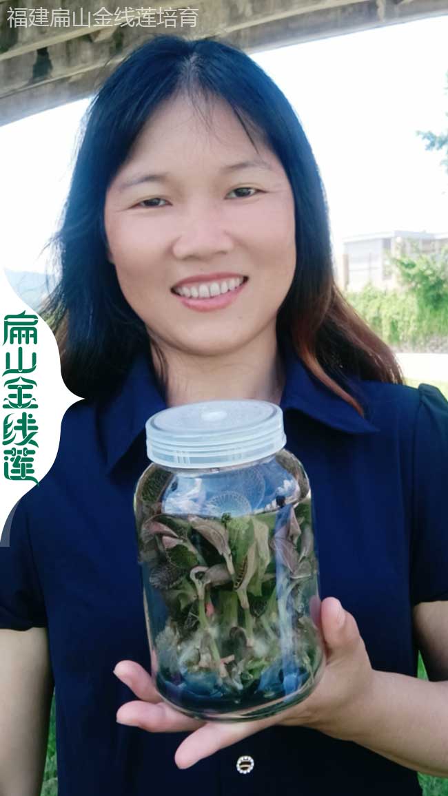 DH德宏金線蓮種植基地 德宏紅霞金線蓮干貨批發價格1800元/斤