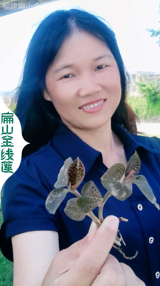 Y廣西玉林規?；鹁€蓮生產基地 玉林批發紅霞紅桿大葉2元