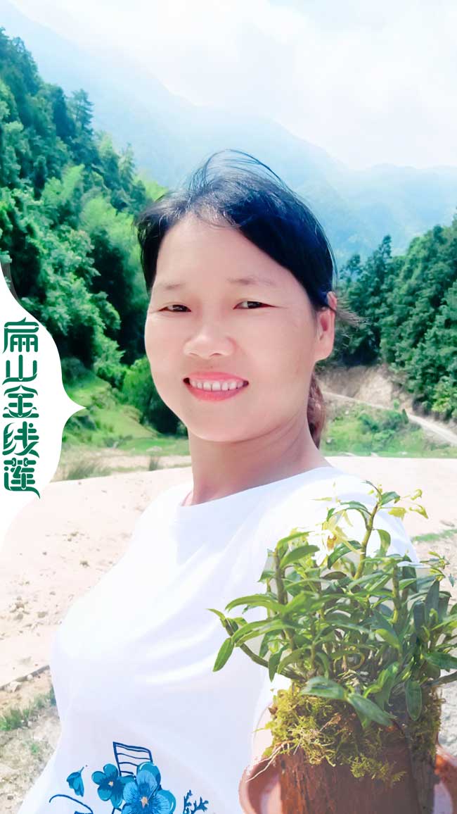 浙江金線蓮培育招工 浙江金線蓮種植招聘工人 種苗批發9元