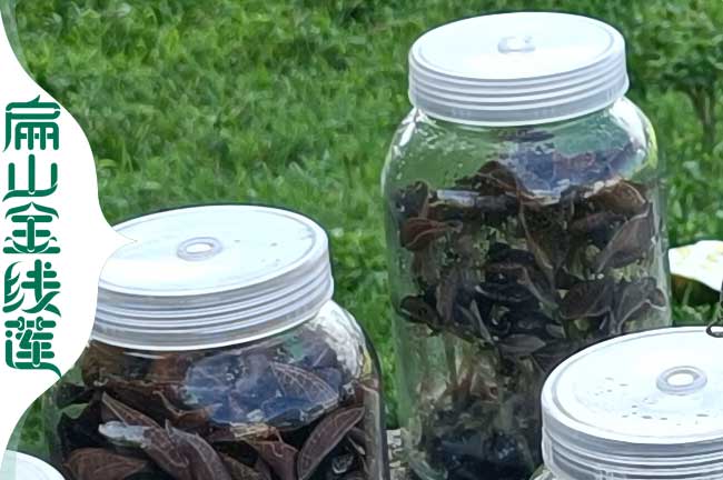 城關金線蓮種植