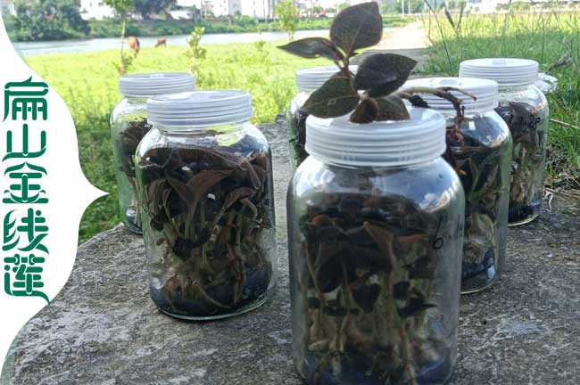 云南金線蓮干貨批發