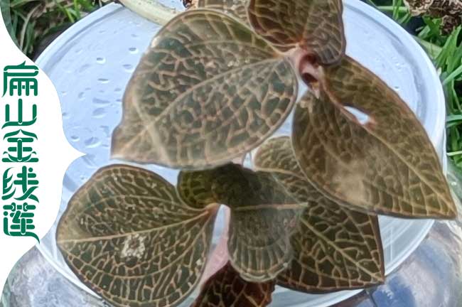 來賓新鮮金線蓮批發