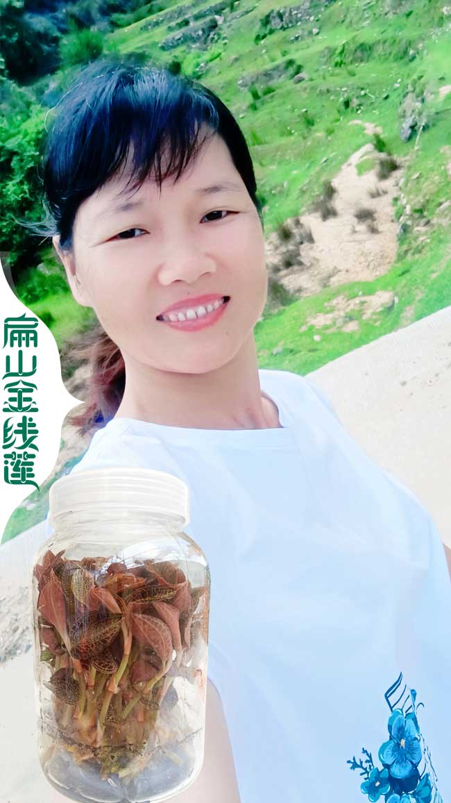 大紅河金線蓮標準生產種植基地 紅河金線蓮種苗批發8元