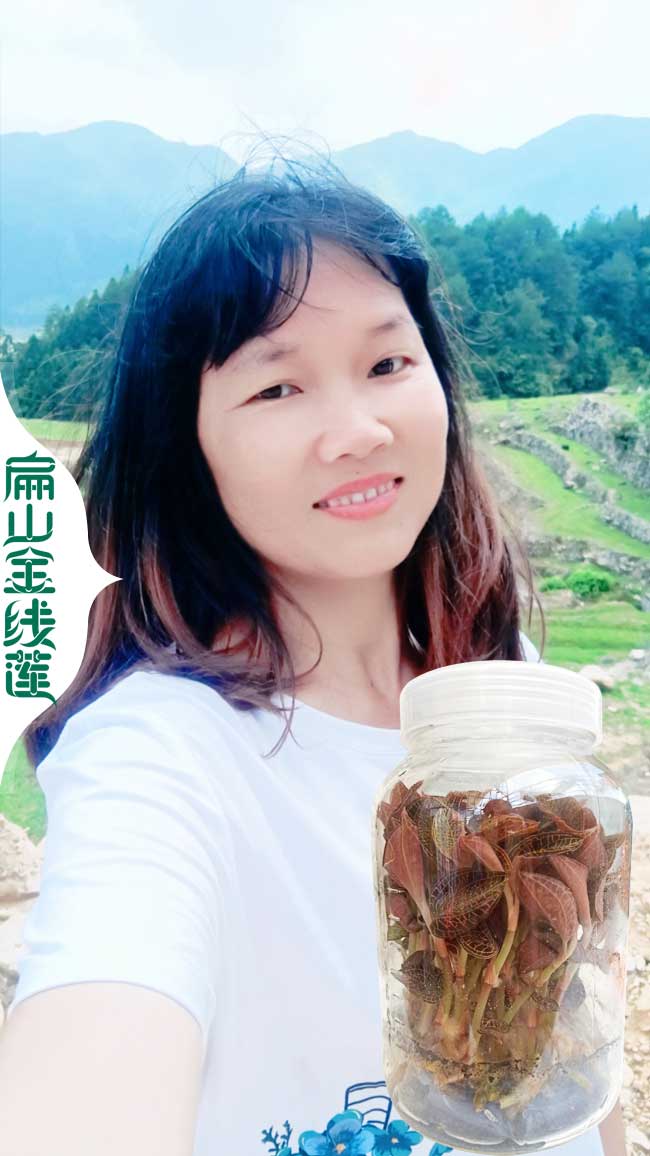 迷人廈門金線蓮種苗干貨批發 廈門新鮮金線蓮種植基地1元