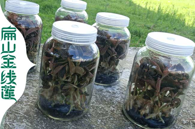 潼南瓶裝金線蓮苗批發