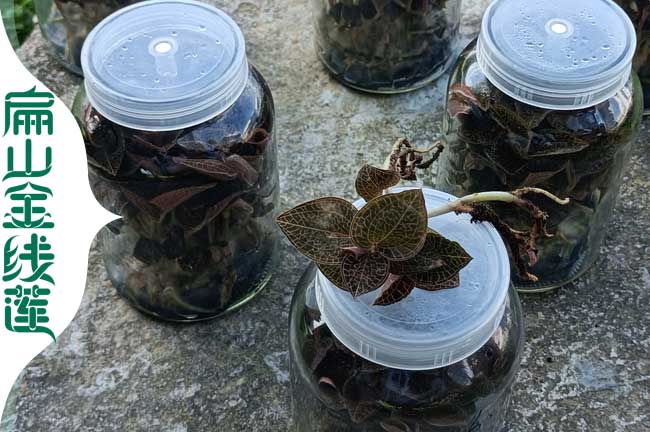 遵義金線蓮瓶苗批發