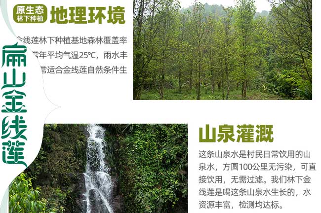 懷化金線蓮干貨
