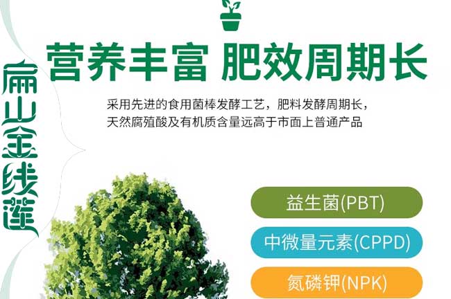 云南金線蓮營養土