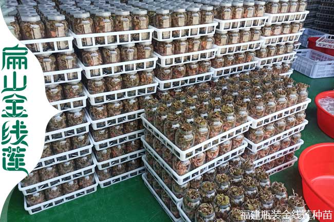 1級苗 邵陽的金線蓮種苗批發 邵陽金線蓮種植基地0.58元/顆