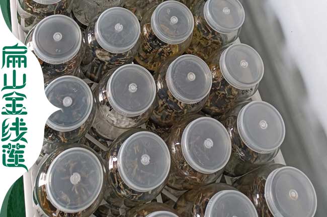 寶應金線蓮瓶苗發貨