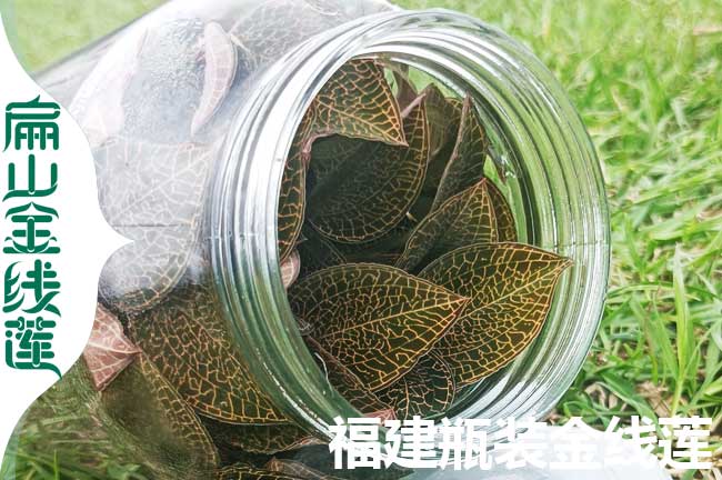 福建紅美人金線蓮