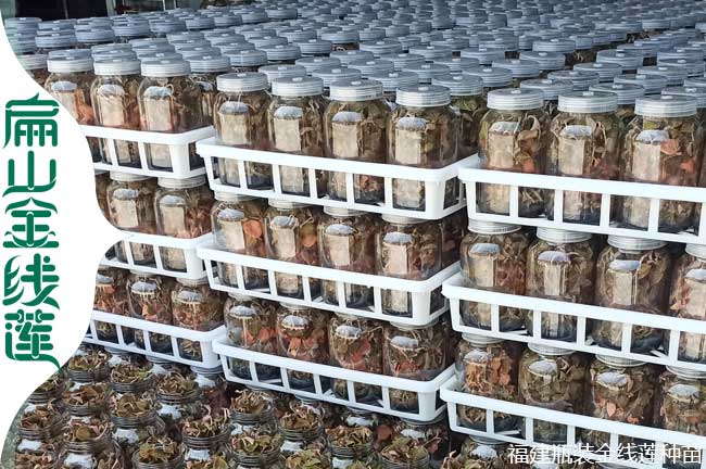賣張家界De紅霞金線蓮種苗批發價錢多少錢一棵 0.58元/顆