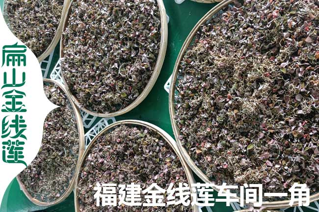 瀏陽金線蓮干貨批發