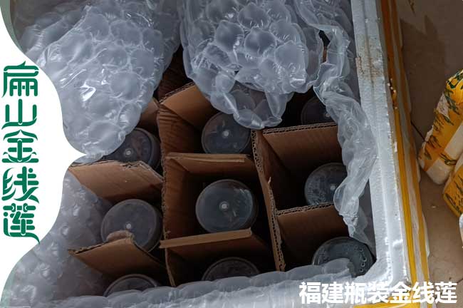 岐山金線蓮發貨