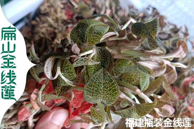 江華新鮮金線蓮批發