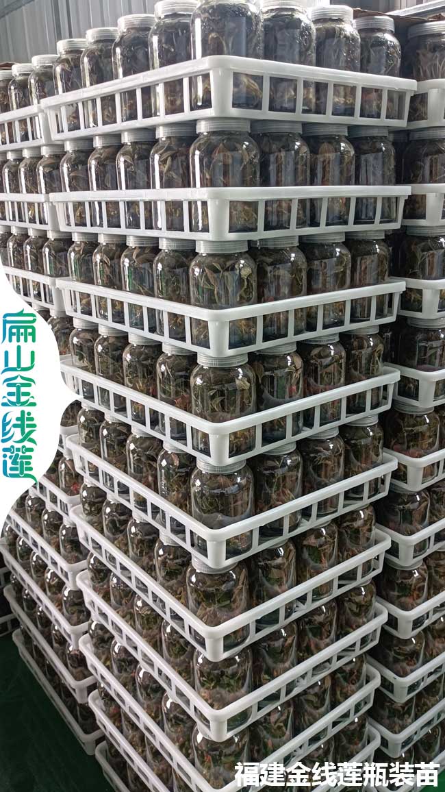 賣株洲的金線蓮和鐵皮石斛種苗批發 攸縣市場價錢多少錢一珠