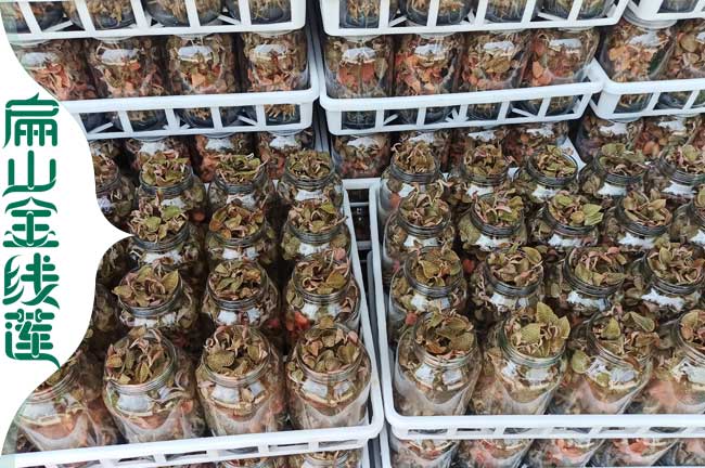 賣湖南益陽金線蓮種苗批發 益陽規?；鹁€蓮種植基地0.65元/珠