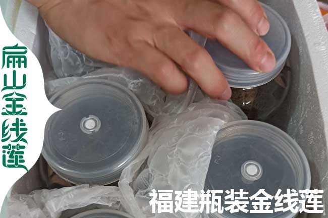 福建瓶裝金線蓮發貨