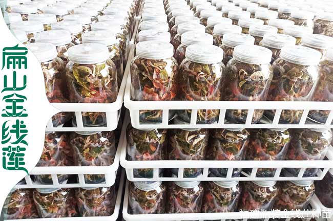 ZJ鎮江的金線蓮種植基地 鎮江的金線蓮種苗干貨批發多少錢價