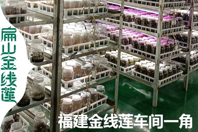 福建金線蓮生產車間