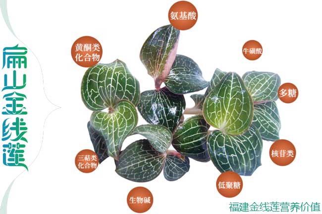 來這無錫大型金線蓮種苗干貨批發基地 江蘇無錫金線蓮0.58元