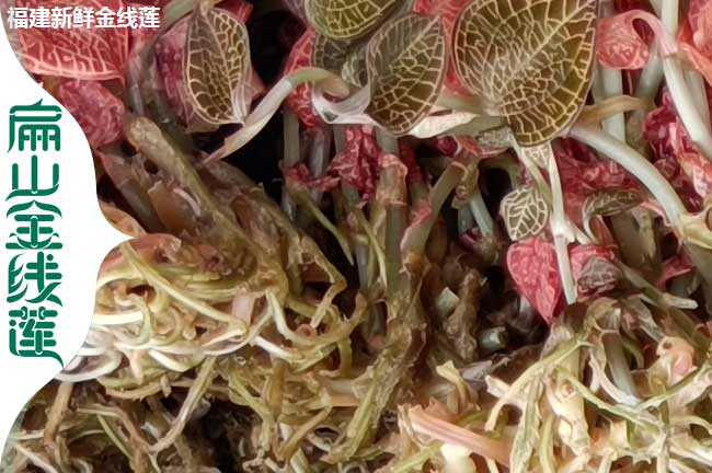 西昌金線蓮干貨批發