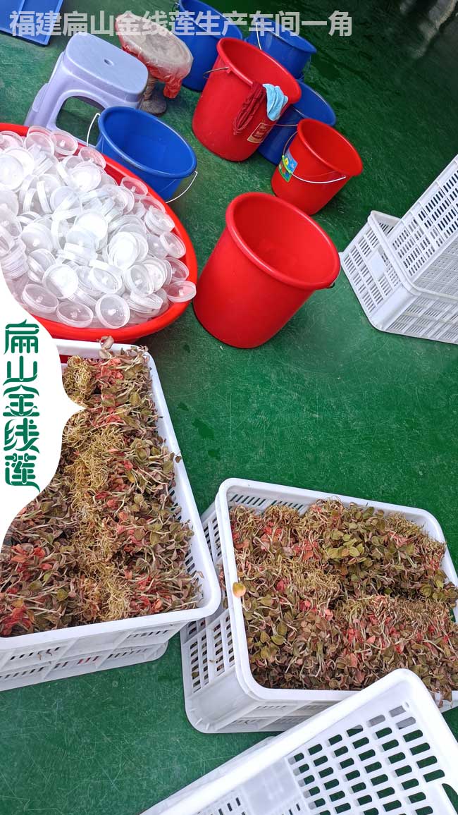 福建紅霞金線蓮規格