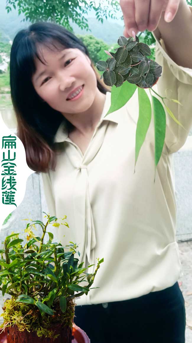 DA黃石的金線蓮.鐵皮石斛種苗價 黃石鐵皮石斛金線蓮種植2元