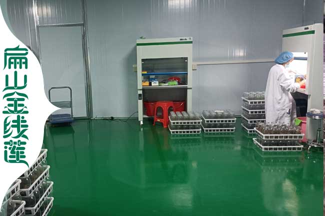 D周口紅霞漯河金線蓮種苗培育基地在大種植批發價0.61元/珠