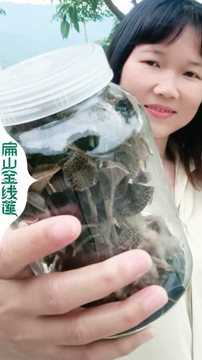 安陽金線蓮瓶苗