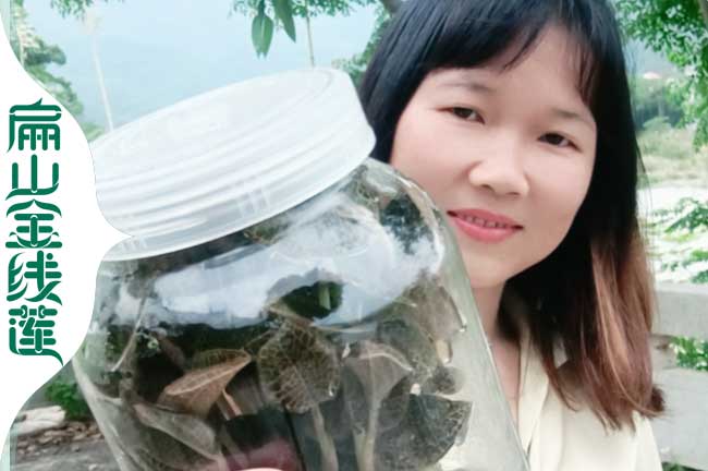 林下 泉州金線蓮種植基地 泉州金線蓮種苗培育批發1.8元/珠