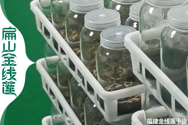 日照紅霞金線蓮種苗批發