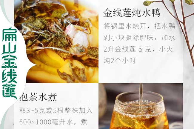 固縣金線蓮種苗價格
