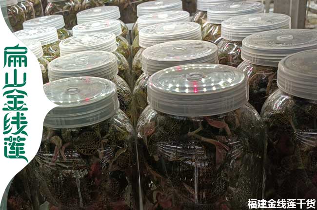 許昌瓶裝金線蓮苗批發