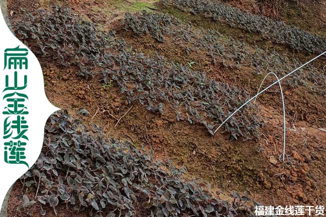 D周口紅霞漯河金線蓮種苗培育基地在大種植批發價0.61元/珠