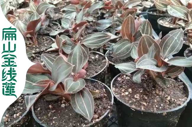 有賣阿壩德陽的金線蓮瓶裝種苗 金線蓮種植基地批價0.6元/珠